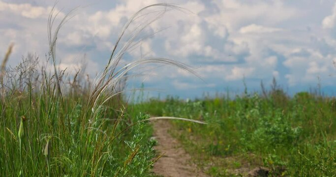 Feather Grass in Field Swaying on Wind in Slow motion. Cereals Herb. Rural Landscape. Nature, Blue Sky and White Clouds. Farmland. Scenic view in Horizon. Path in Steppe.