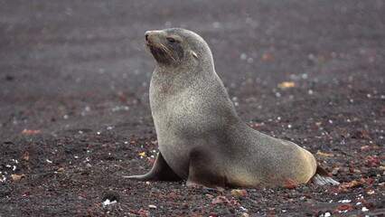 Antarctic fur seal (Arctocephalus gazella) at Whaler's Bay, Deception Island, Antarctica