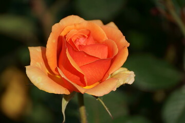 red rose in the garden