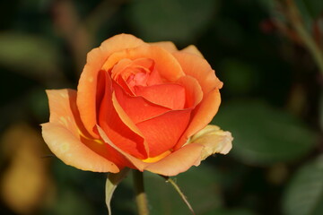 orange rose
