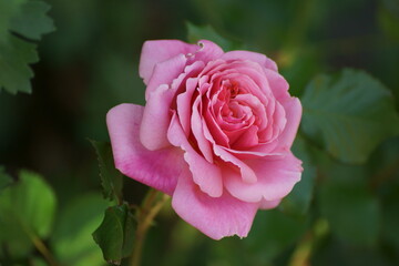 pink rose
