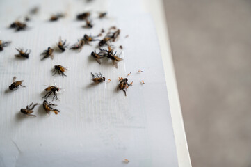 Trapped flies are dying.