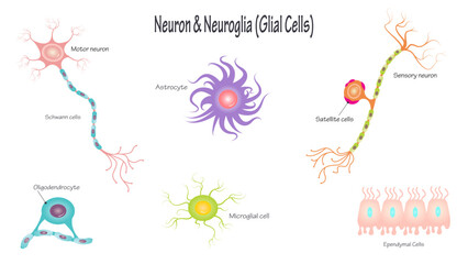 Neurons and Neuroglial Cells - obrazy, fototapety, plakaty
