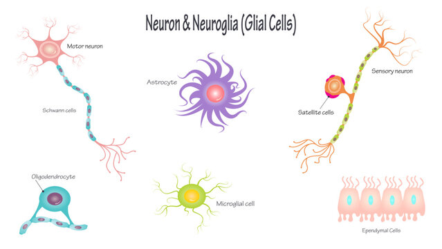 Neurons and Neuroglial Cells
