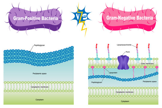 Gram-negative Versus Gram-Positive Vector Illustration