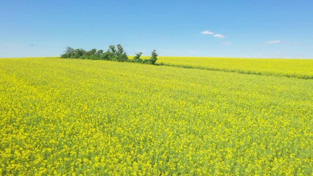 Filmmaterial einer Drohne Gelb bl&uuml;hendes Rapsfeld Landschaft in der Oberpfalz bei Regensburg auf den Winzer H&ouml;hen mit blauer Himmel und Wolken im Sommer, Deutschland