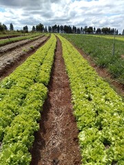 Fototapeta na wymiar field of lettuce