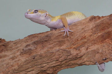 A Leopard gecko basking on a rotting log. Reptiles with attractive colors have the scientific name...
