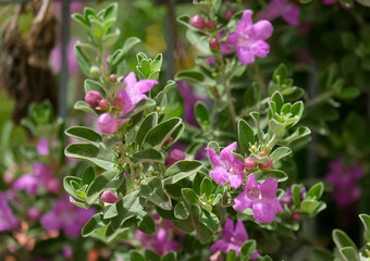 Leucophyllum evergreen flowering shrub