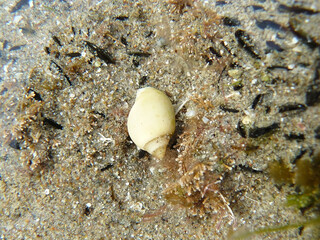 Caracol sobre arena de Las Grutas Patagonia Argentina