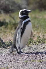 Pinguino de Magallanes Península Valdez Patagonia Argentina