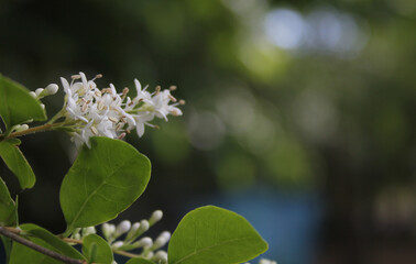 Texas Flowering Privet Ligustrum Shrub Shallow DOF