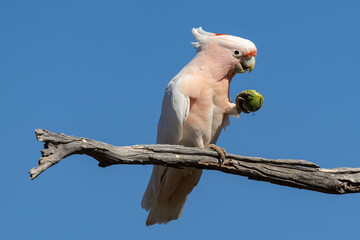 Australian Pink Cockatoo (Lophochroa leadbeateri) feeding on Paddy Melon © Ken Griffiths