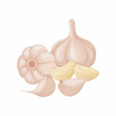 Garlic. Image of garlic heads. Vitamin product for seasoning, for cooking. Vector illustration isolated on a white background