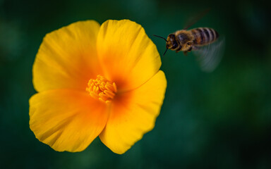 bee on a flower