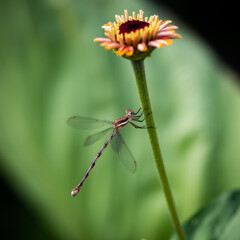 dragonfly on a flower