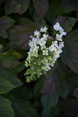 Oakleaf hydrangea flowers. Hydrangeaceae deciduous shrub. Characterized by notched leaves and pyramidal flower clusters, the flowering season is from May to July.