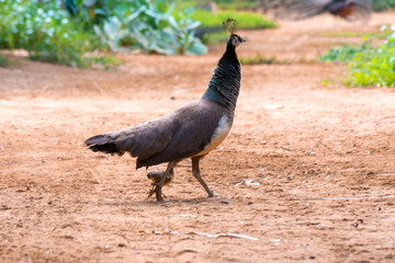 Peahen with baby
