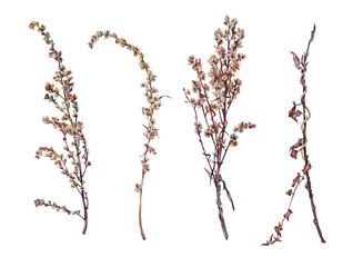 Fototapeta premium Set watercolor dried wild flower wormwood and twig tree isolated on white background. Hand-drawn brown branch herb for decor. Botanical antique illustration for wallpaper florist. Nature clipart