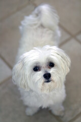 Maltese Terrier looking at camera