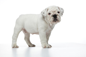 English Bulldog