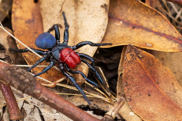 A male Red-headed Mouse Spider (Missulena occatoria) has a bright red head and jaws and blue black...