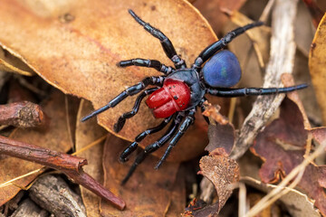 A male Red-headed Mouse Spider (Missulena occatoria) has a bright red head and jaws and blue black abdomen. They are found throughout Australia and their venom is very toxic.