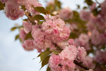 double flowering cherry blossom
