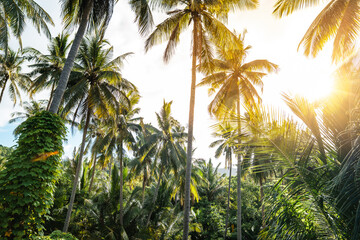 Naklejka na ściany i meble coconut tree in the morning on a tropical island