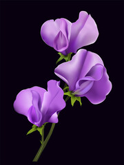 Lila soya bean flower isolated onblack background. Realistic vector illustration.