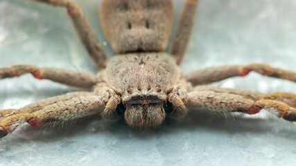 A large brown arachnid commonly known as a Huntsman Spider (Holconia montana).