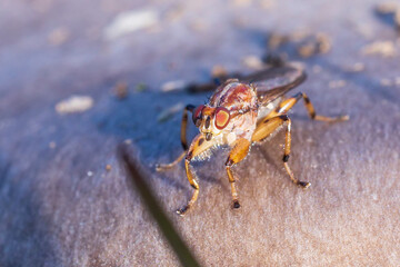 A closeup view of an Australian Fly of the genus Tapeigaste perched on a mushroom.