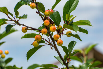 unripe cherry on the tree