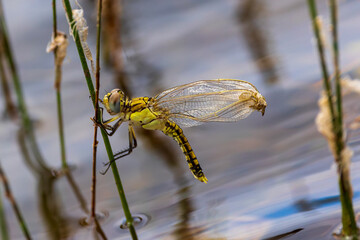 Tau Emerald Dragonfly (Hemicordulia tau)