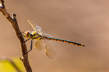 Tau Emerald Dragonfly (Hemicordulia tau)