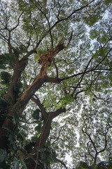 Landscape the big tree with nature background