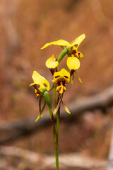 The Leopard Orchid (Diuris pardina) is a terrestrial orchid species which produces clusters of...