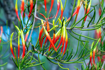 A parasitic shrub bearing vivid red flowers with a green tip followed by round red or black edible...