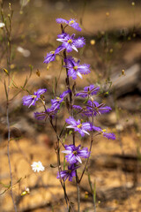 The purple flower of the Mallee Fringe-lily (Thysanotus baueri) a tufted herb found throughout the Mallee desert area. 