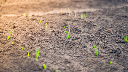The first young sprouts of green onions in the garden bed close-up in the morning. sunset lighting