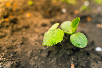 Beautiful green plants of a growing zucchini in a garden bed, young sprouts in dew drops in spring. Close-up