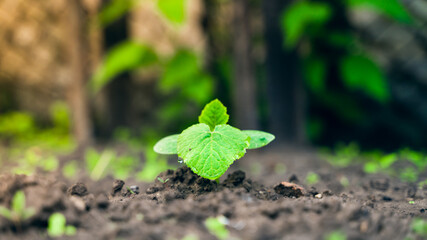 Beautiful green plants of a growing zucchini in a garden bed, young sprouts in dew drops in spring. Close-up