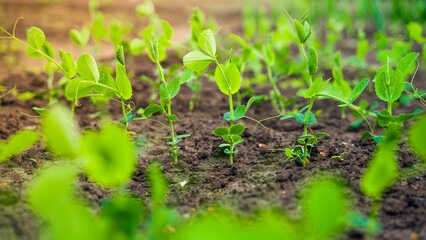 Beautiful green plants of growing peas in the garden bed, young sprouts in spring. Close-up