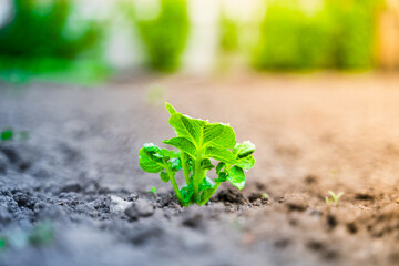Young green germinal leaves of a potato close-up in a garden bed