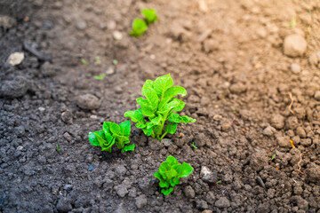 Young green germinal leaves of a potato close-up in a garden bed