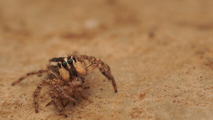 spider on the ground