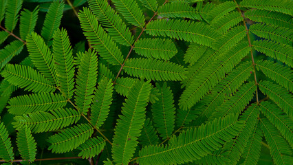 fern leaf in the forest