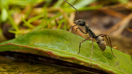 ant on a leaf