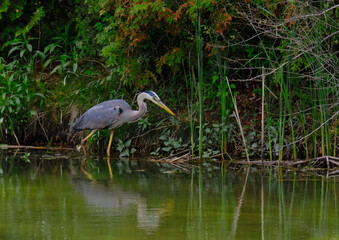 great blue heron