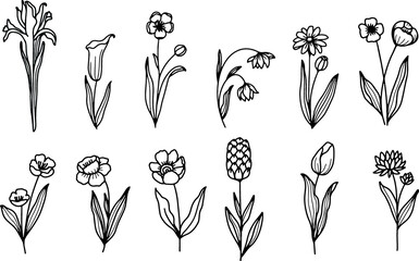 hand draw floral and botanical elements.vector illustration